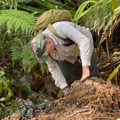 gossanous oxidised portions of the wainaleka creek discovery outcrop